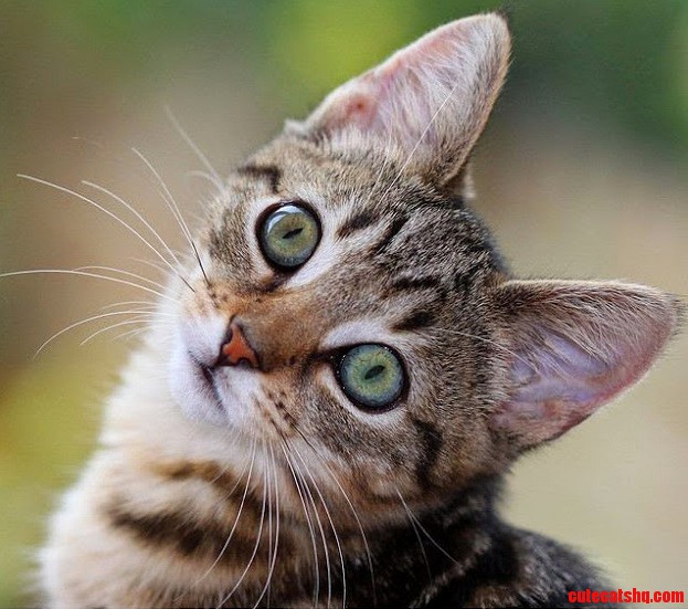 Cuteness in a Street Cat Is a Survival Skill Though Come to Think of It Not Just in Cats...