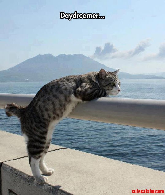 Daydreamer Cat Has Deep Thoughts