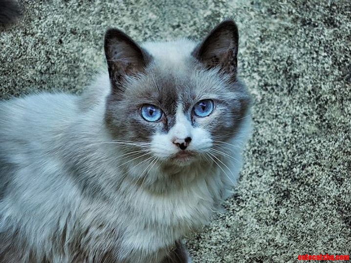 Defiant Blue Eyes.
