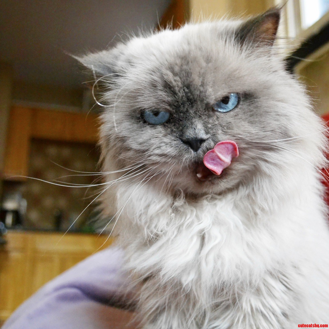 Did You Just Eat the Gold Fish