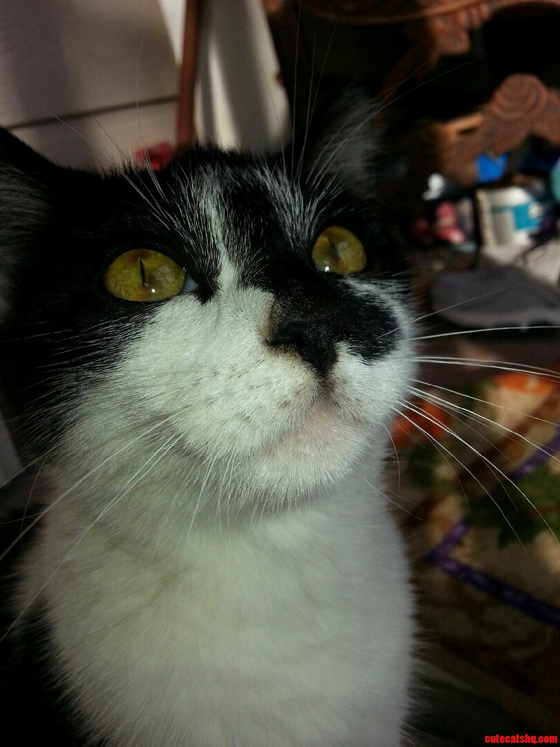 Does Like My Cat