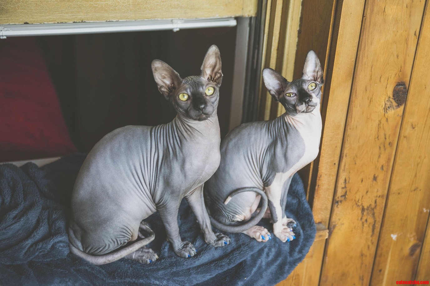 Double Sphynxy Trouble