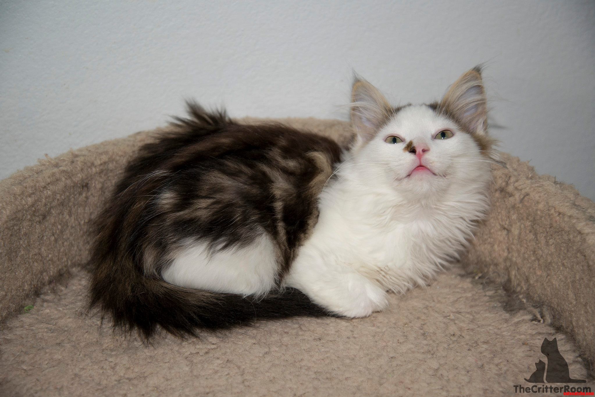 Douglas Fur.