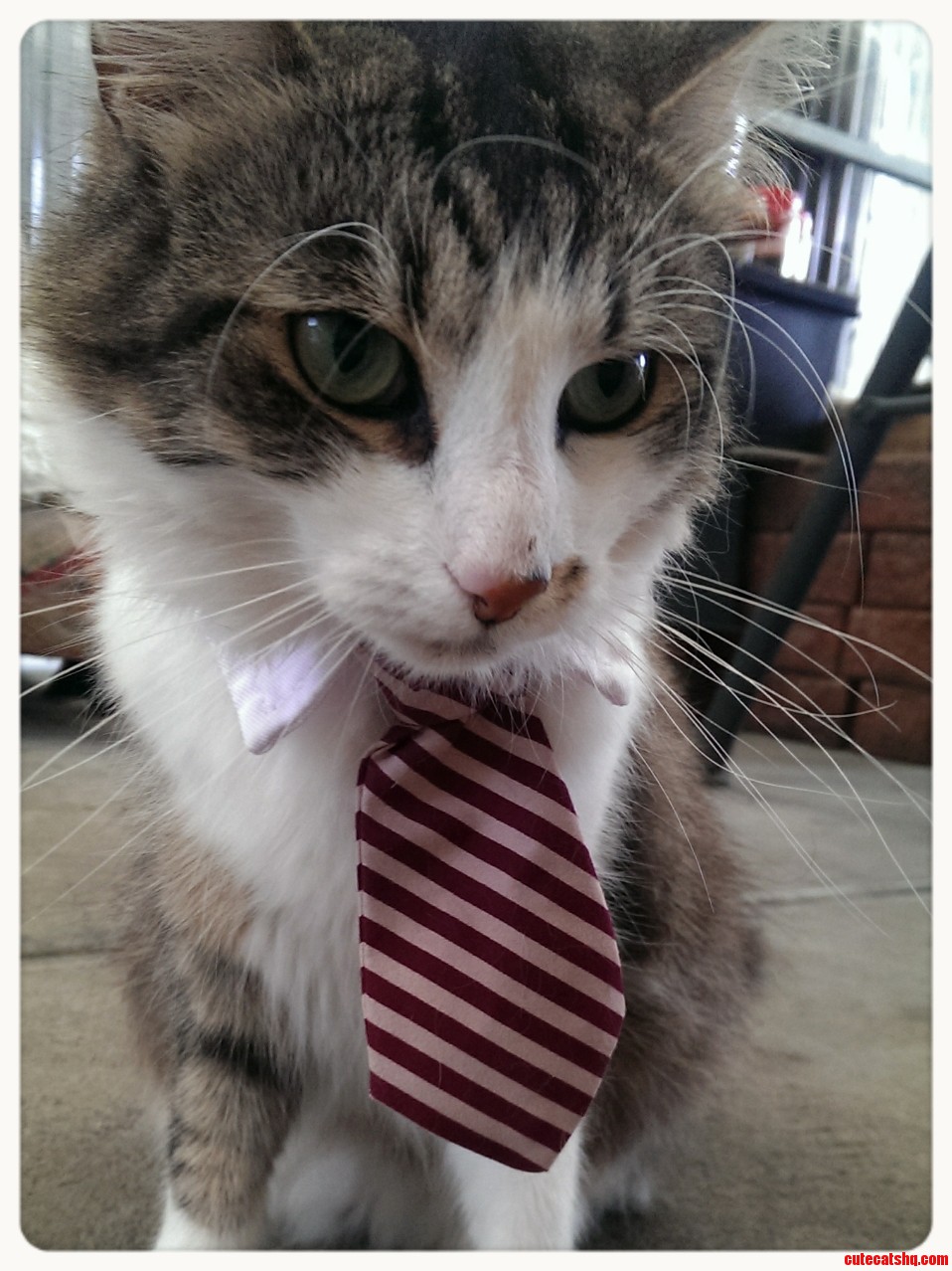 Dustin the Business Cat