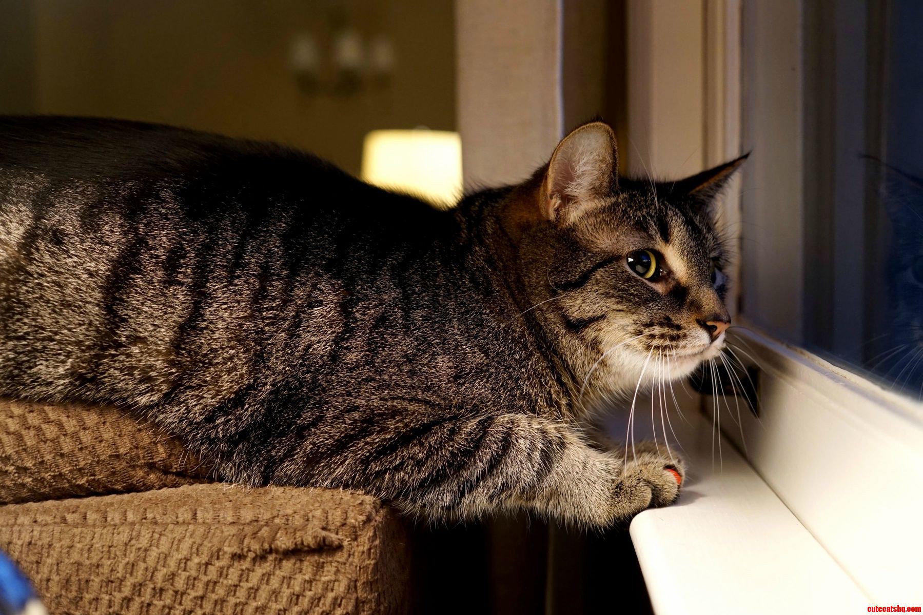 Egon Is Constantly Teased by the Birds. Every Night He Sits Like This in Hopes the Window Will One Day Open.