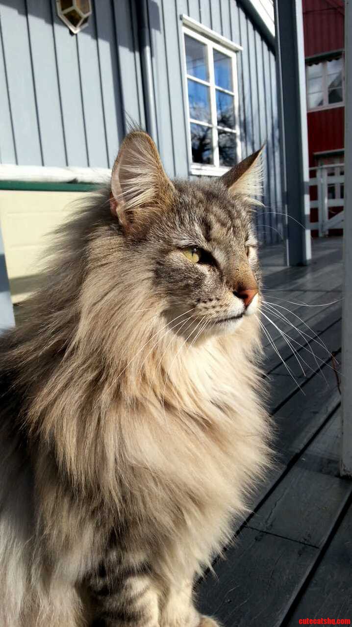Elmer Enjoying the Sun.