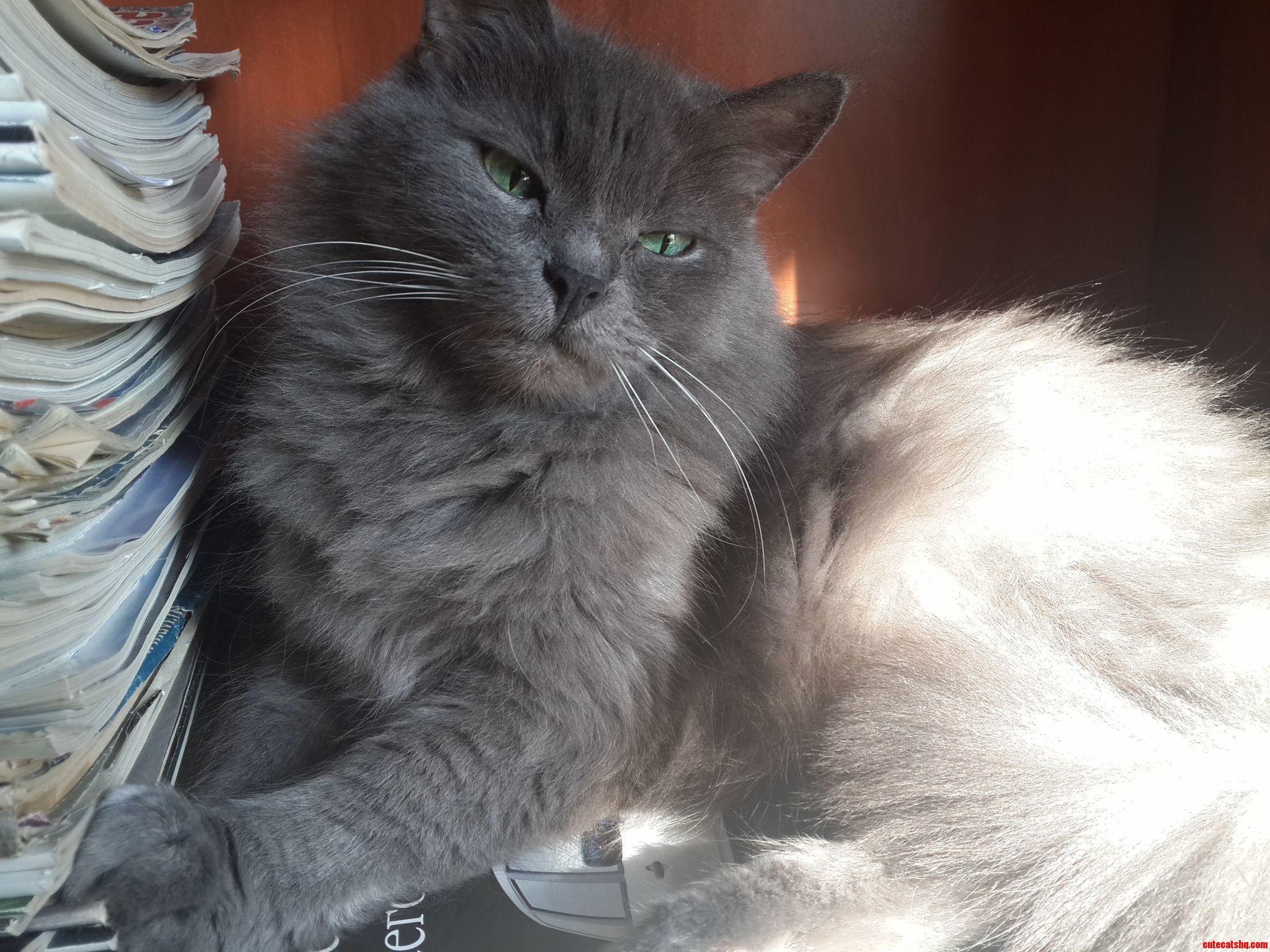 Enjoying Spring Sunlight