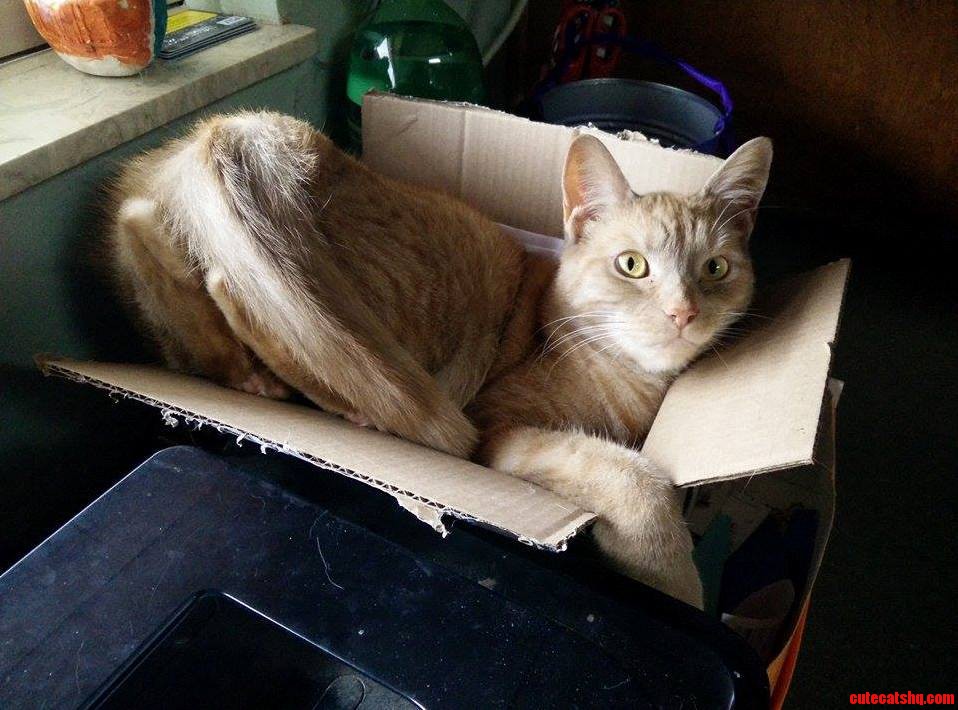 Even If I Dont Fit I Sit.