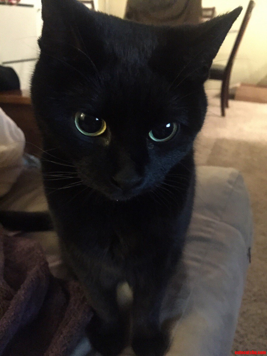 Everyone Meet Penny.