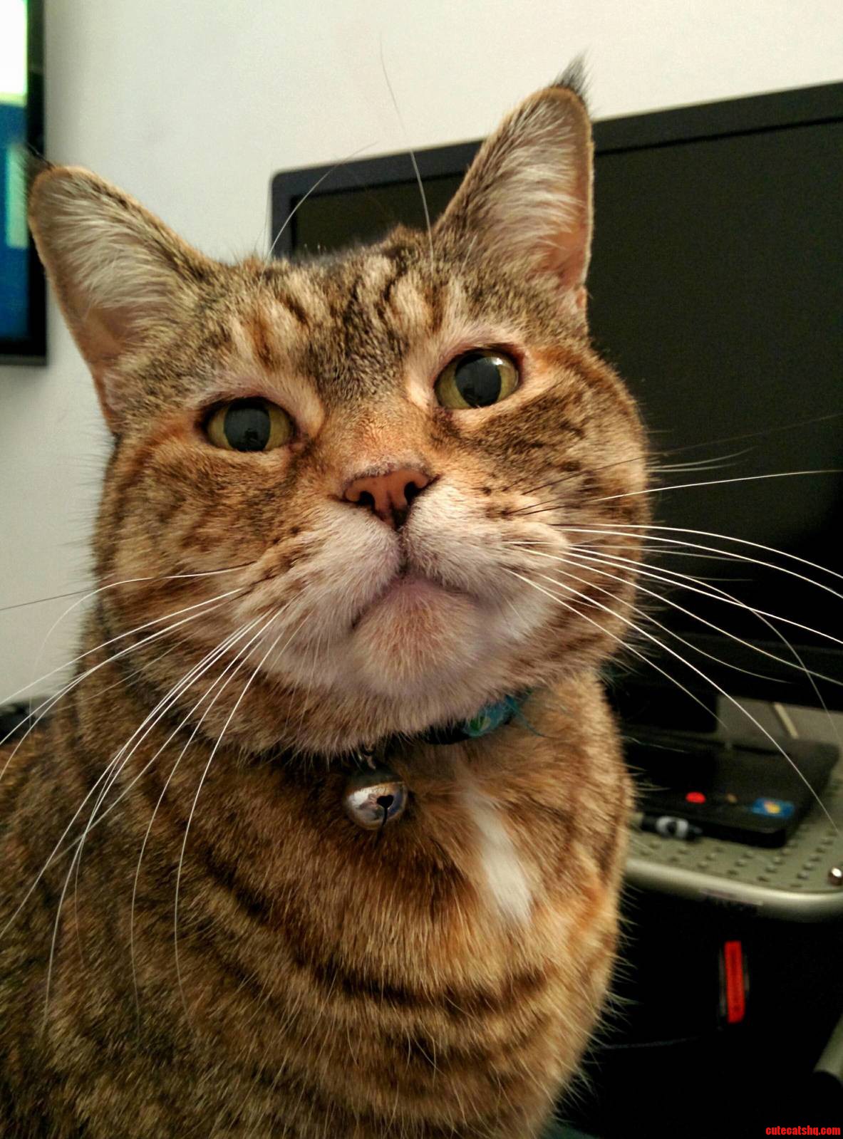 Excuse Me Hooman I Require Petting