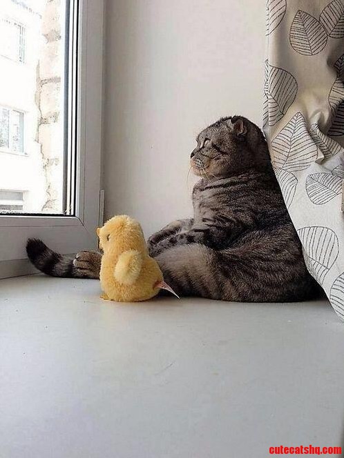 Existential Cat
