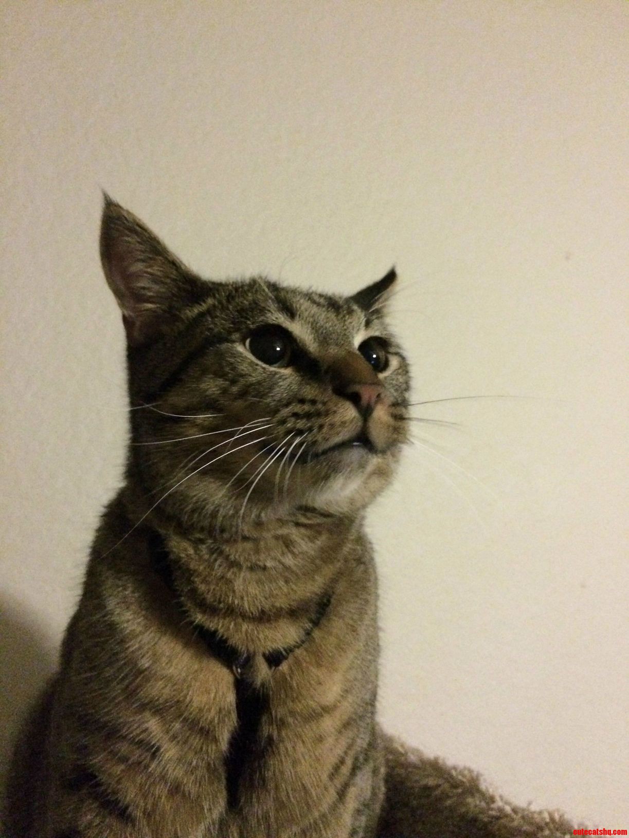 Eyes of Wonder