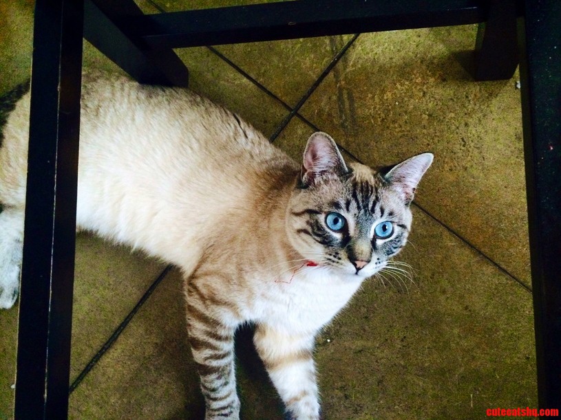 Finnegan Is Very Glad You All Like Him He Says Hello from the Kitchen Floor.