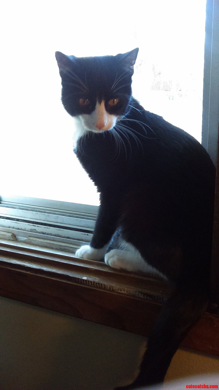 Fluffy Likes the Window...
