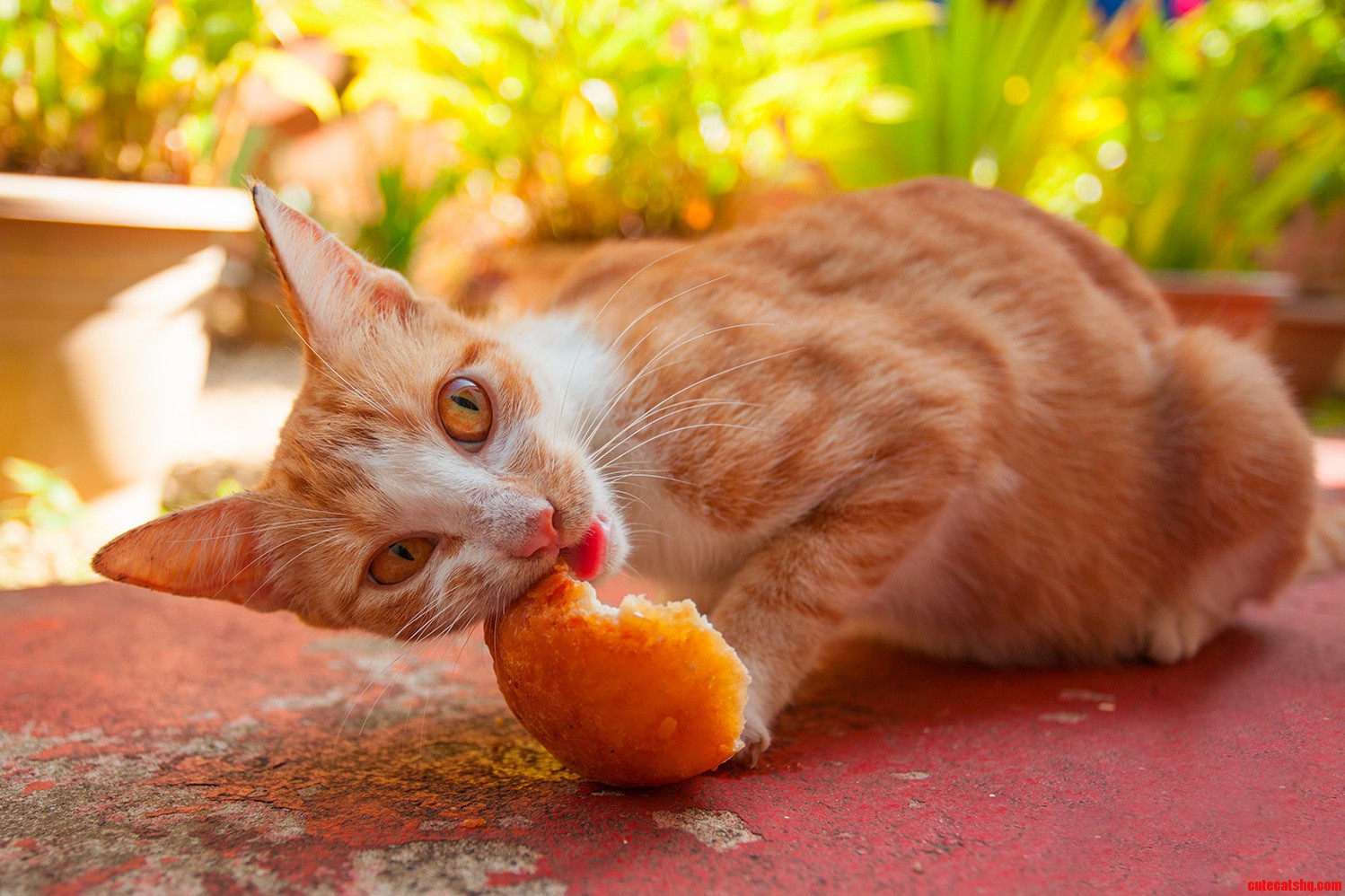 Found a Small Hungry Wild Cat on Our Trip to Vanuatu in the South Pacific