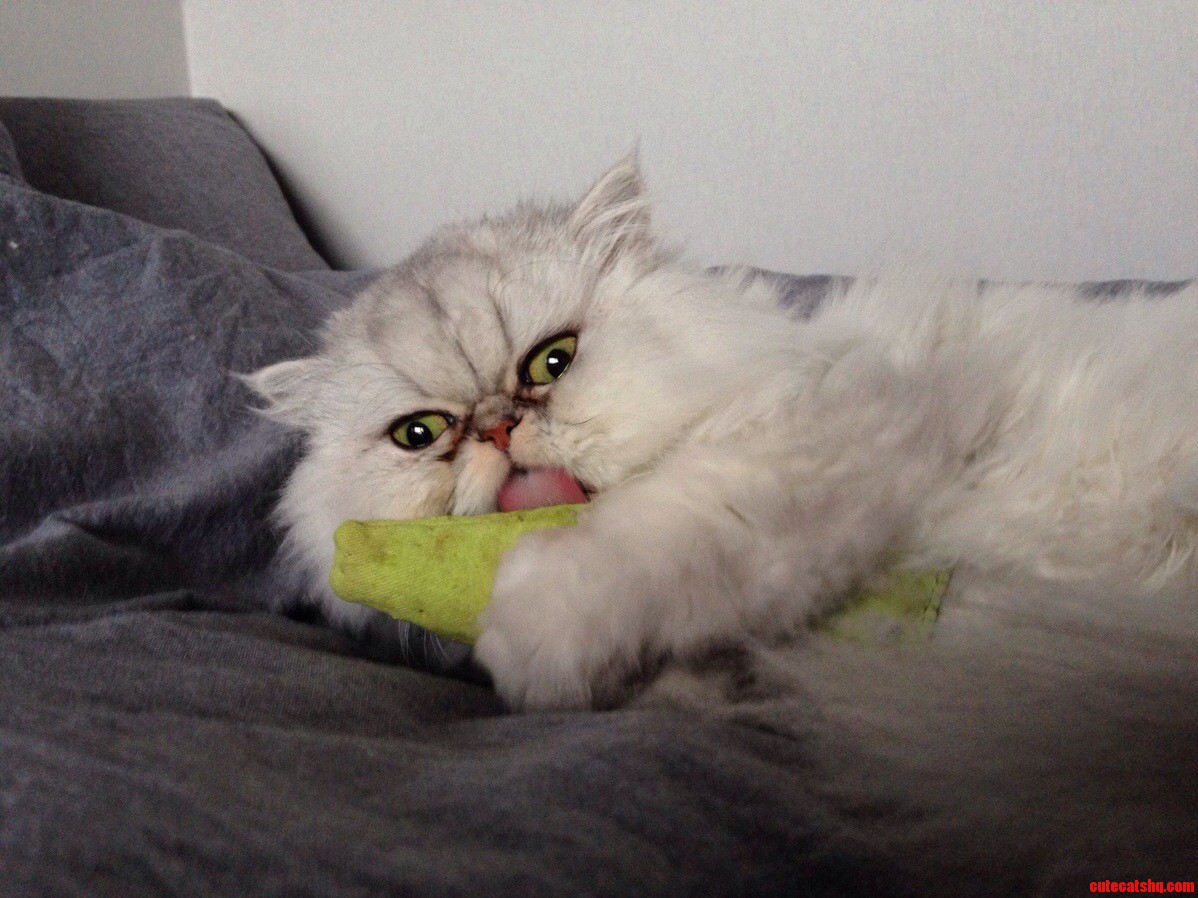Fresh Fish O Catnip