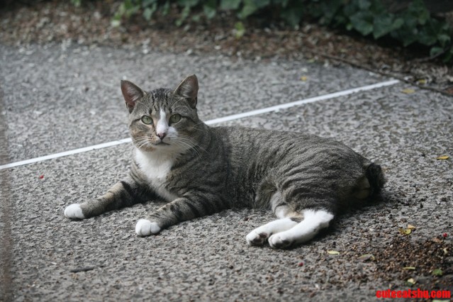 Friendly Neighborhood Manx More Pics in Comments
