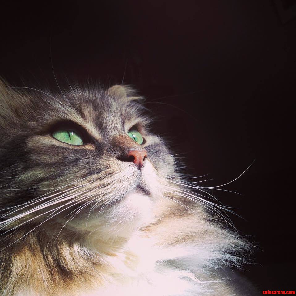 General Catton Takes a Moment to Reflect.