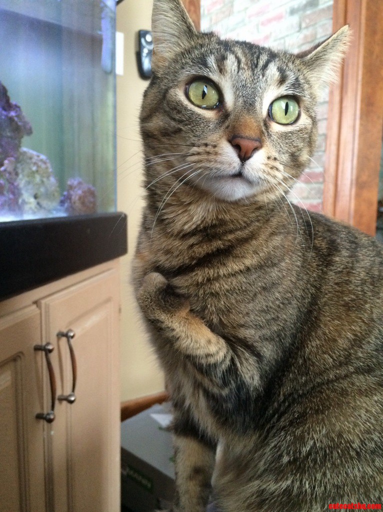 General Stumpy Pondering Her Day Plans