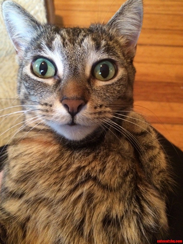 General Stumpy Reporting for Duty My 3 Legged Cat Saluting You All