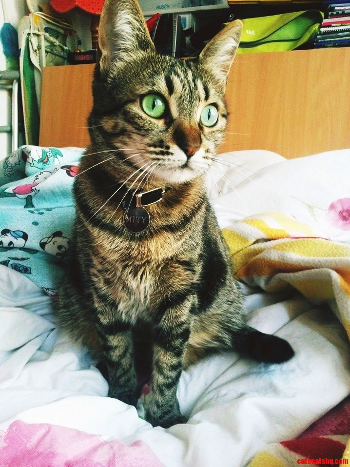 Green Eyes