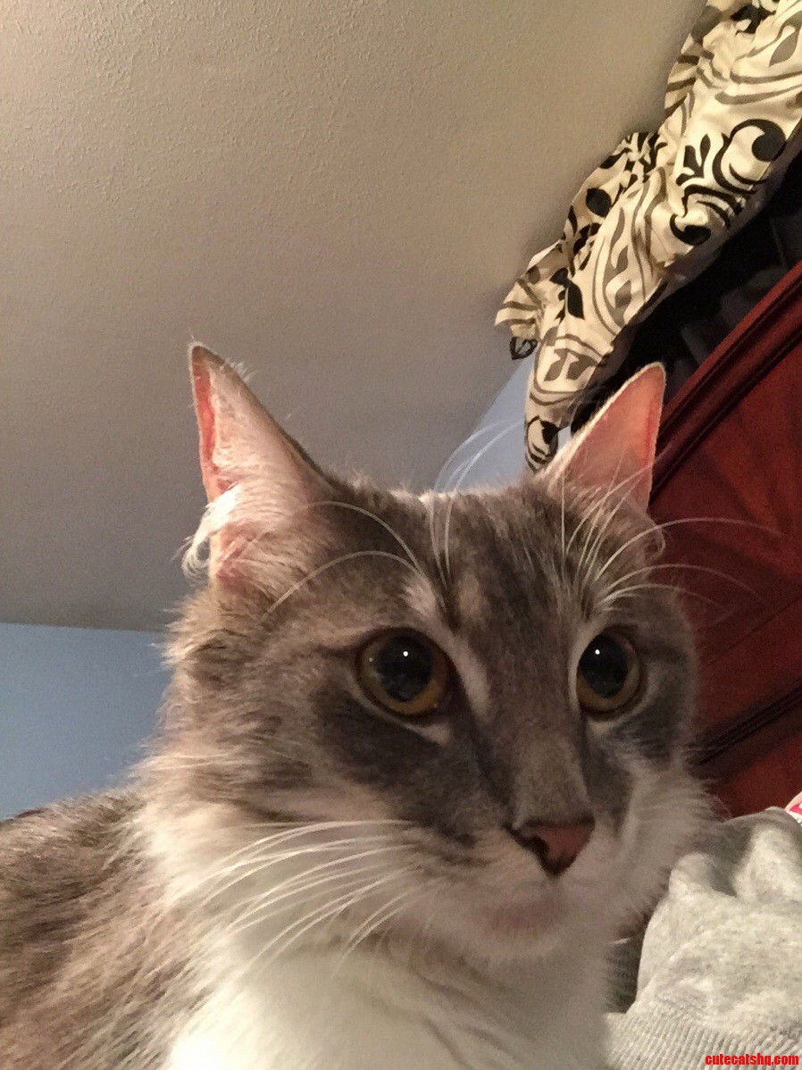 Grey Fox Selfie