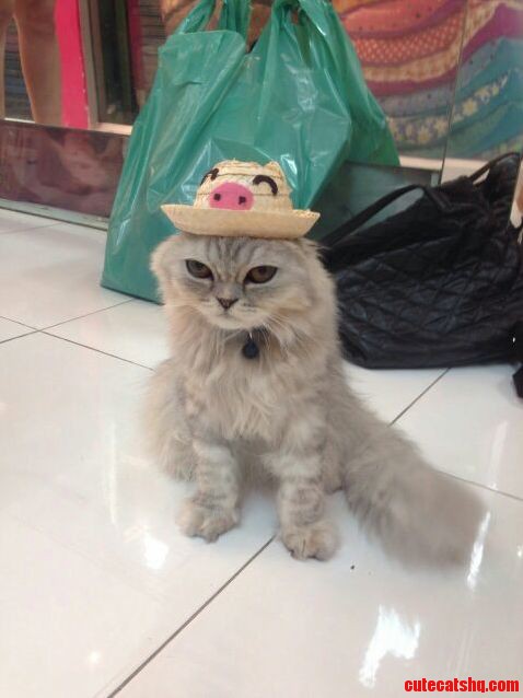 Grumpy Looking Cat Wearing a Ought Hat Spotted in Bangkok