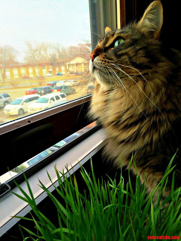 Hannibal Enjoys the Warmer Weather Too