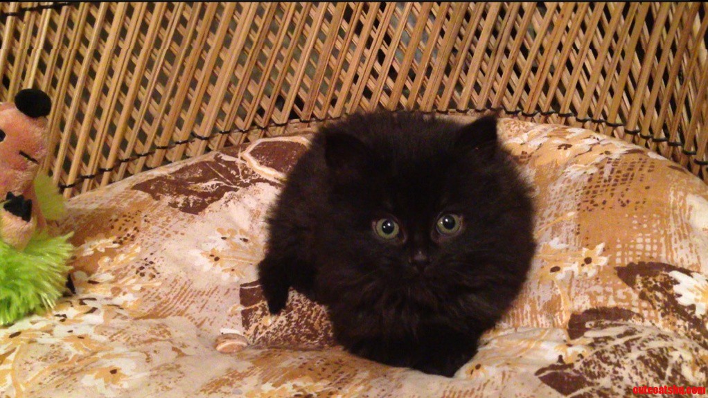Happy Friday the 13th from Smudge
