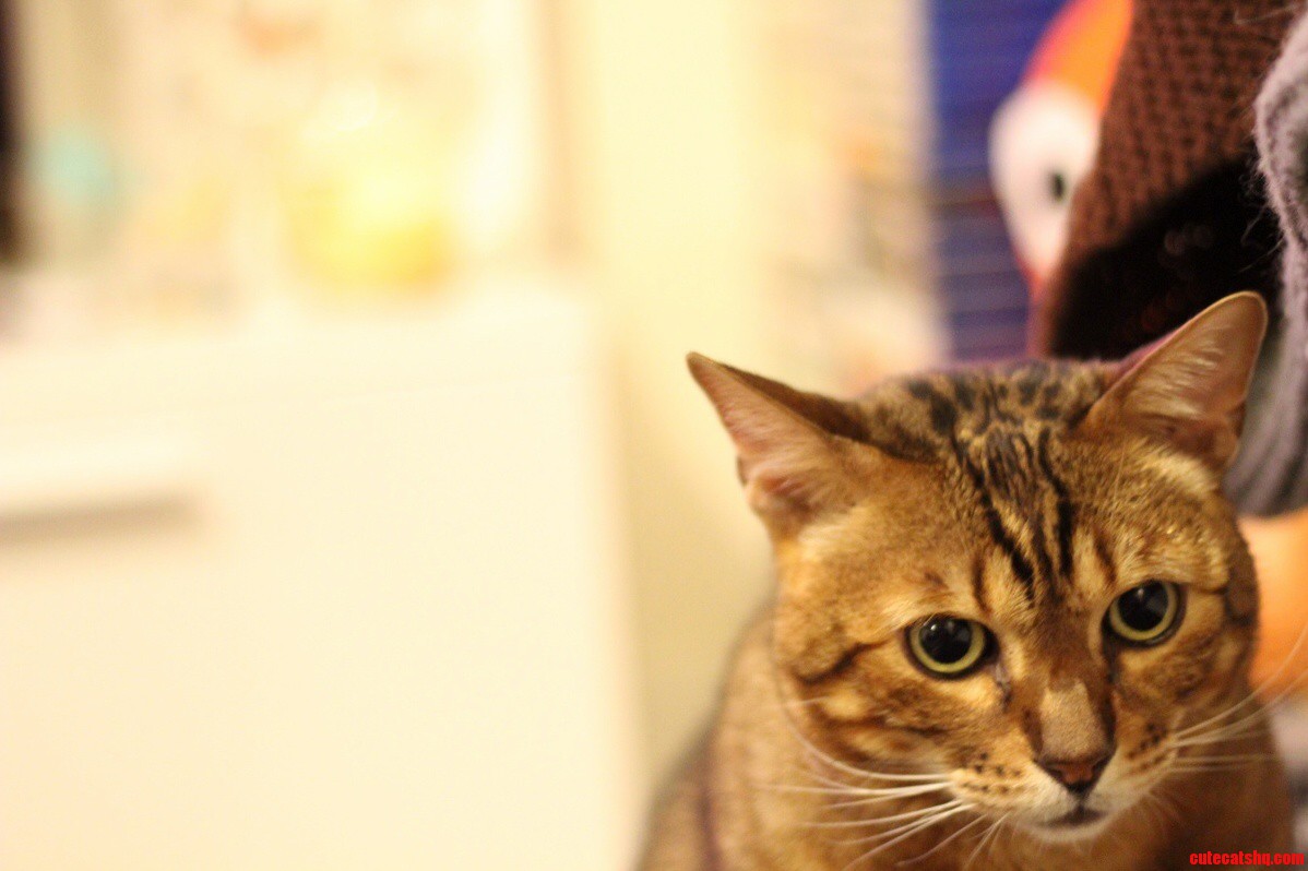 He Knows All My Deepest Darkest Secrets and Has the Most Perfect Poker Face. I Dont Know What Life Would Be Like Without My Cat.