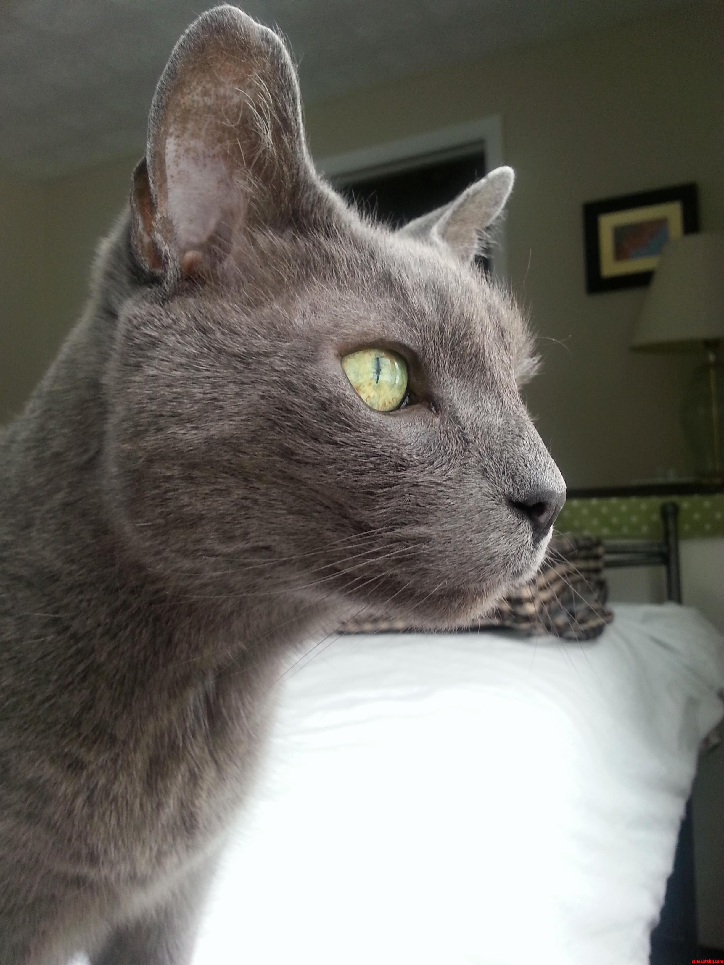 He Spotted a Squirrel in the Yard
