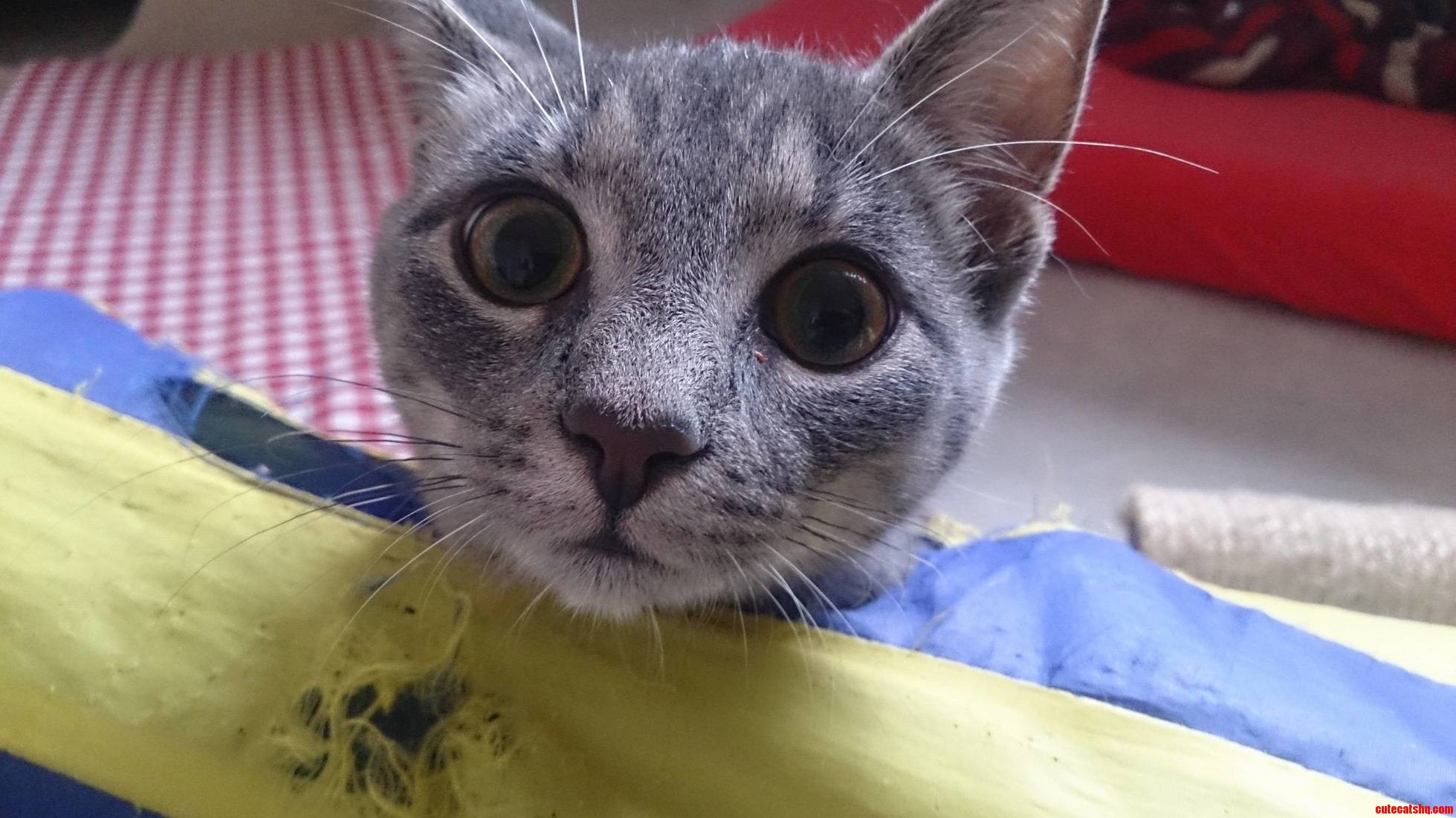 Hello