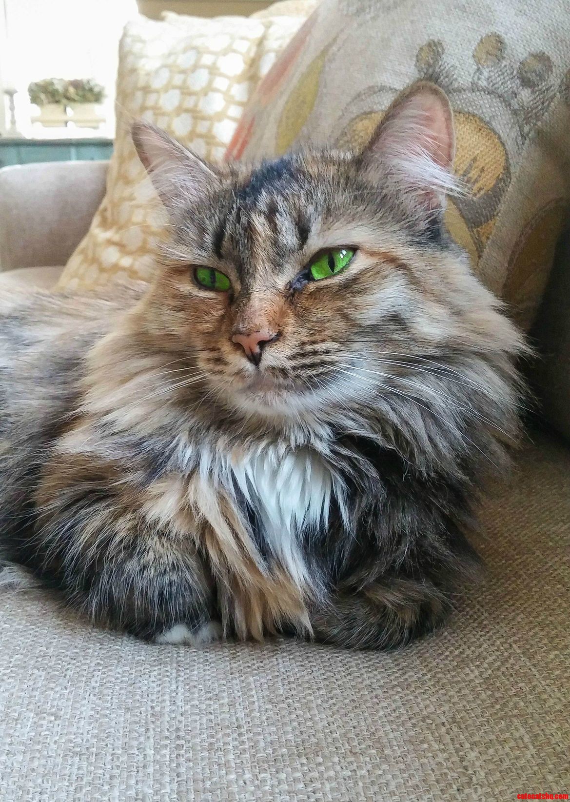 Her Eyes Change from Green to Yellow
