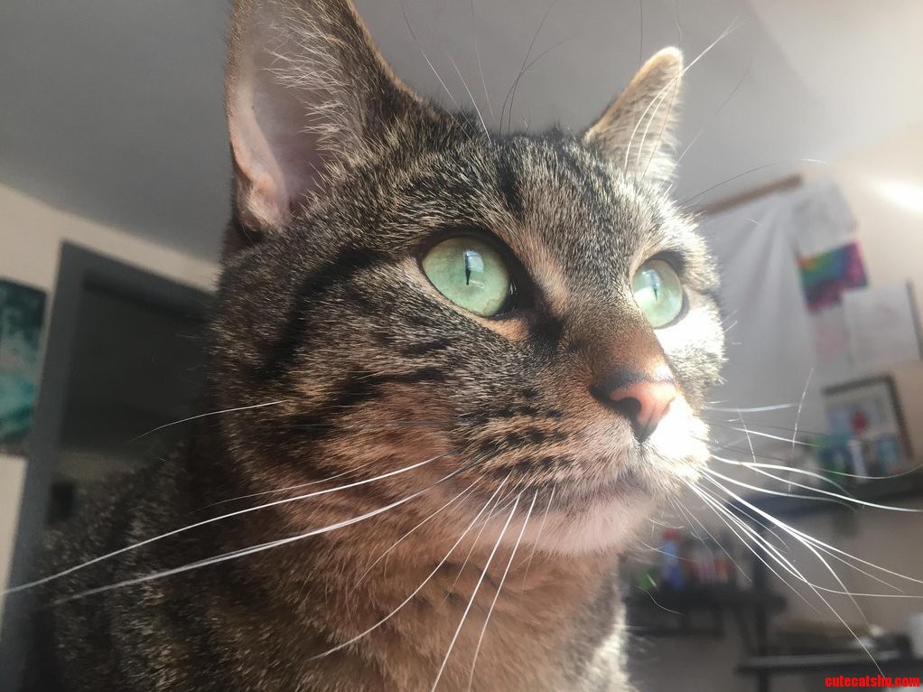Her Majesty Pizza the Cat
