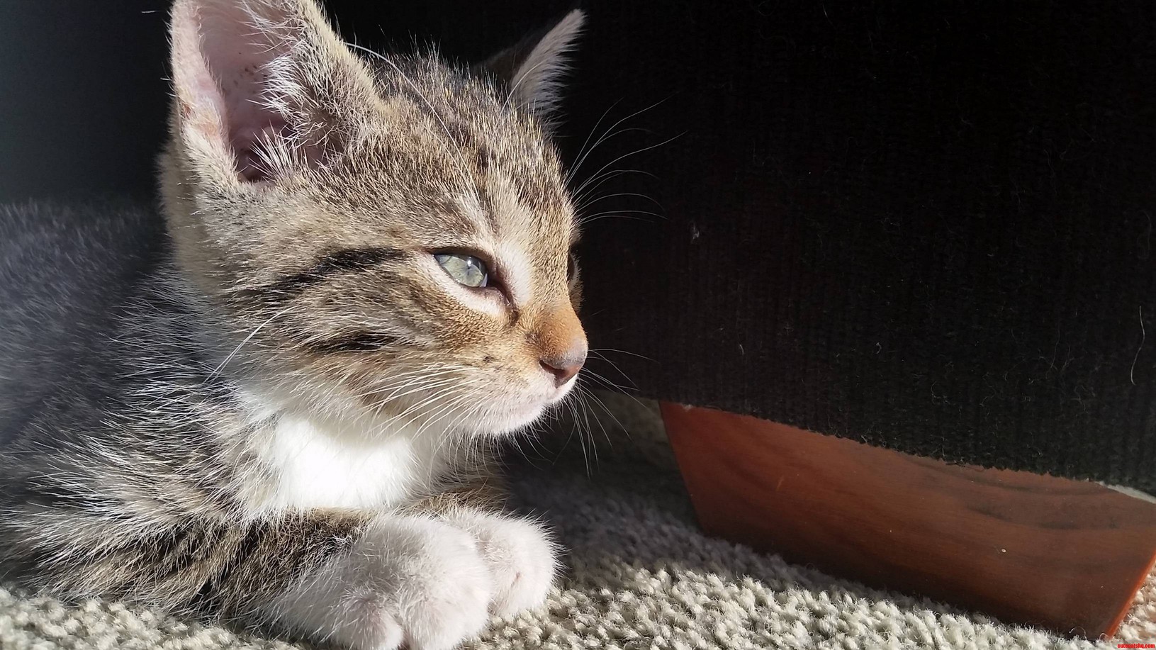 Heres My Brand New Four-legger Called Louis.
