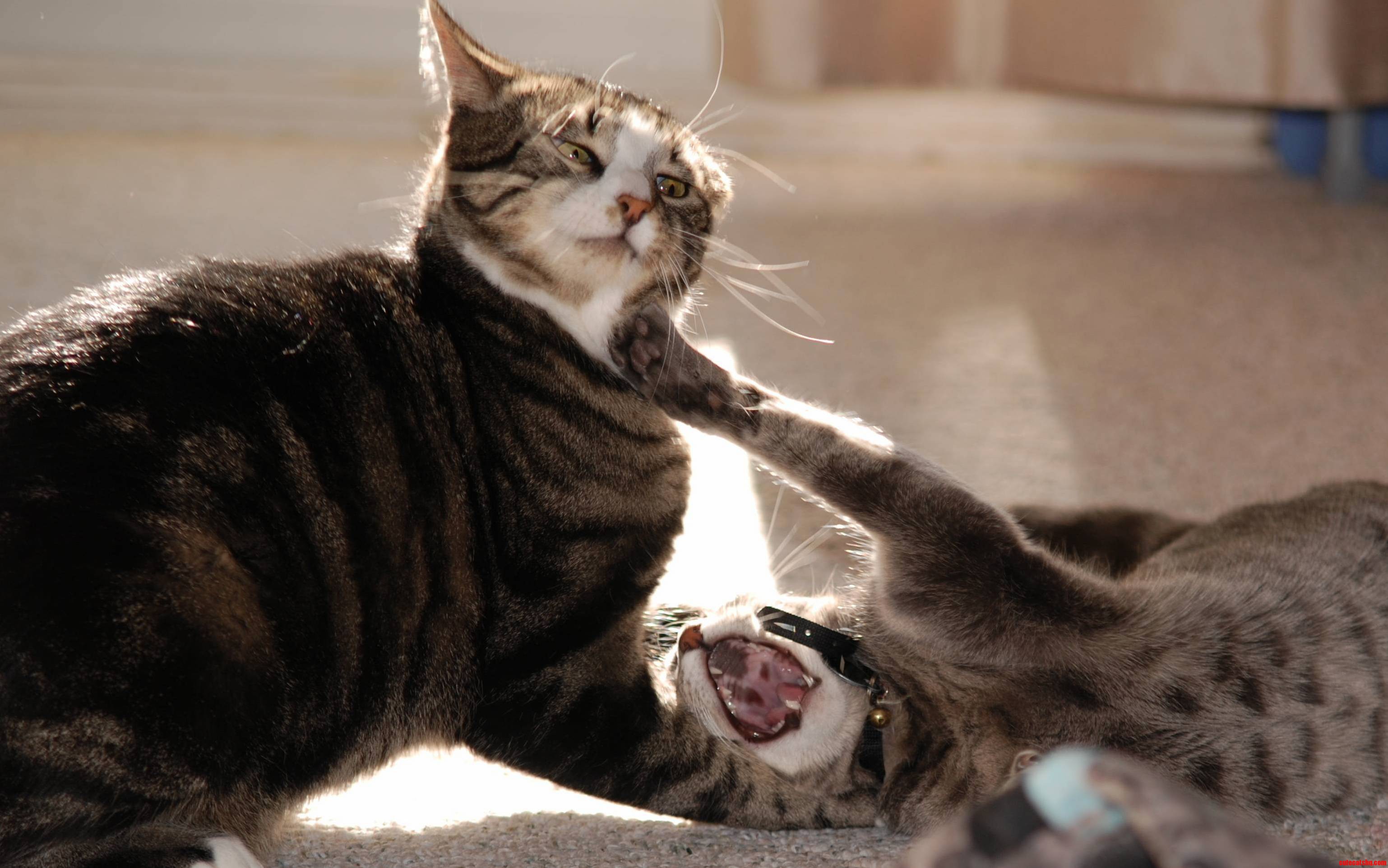 Hes Getting Really Tired of Her Antics.
