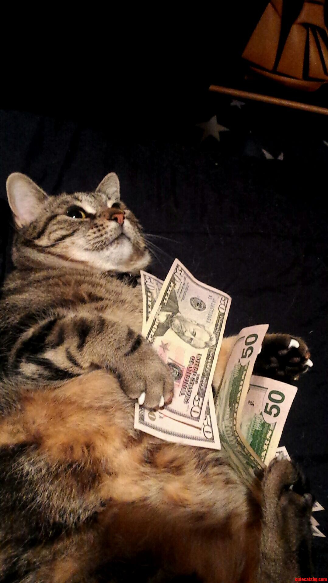 Hey Heres a Picture of My Cat