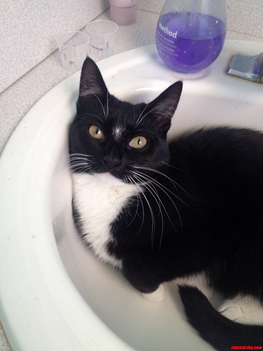 Hey Rcats Meet Odi Featuring Her Favorite Sink.