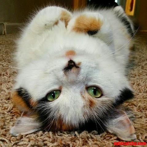Hi.