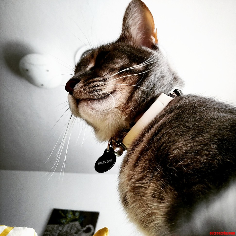 Houdini Plotting World Domination from My Chest