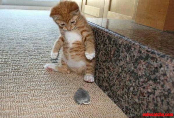 House Kitty Meets Mouse... Not Sure What to Do.