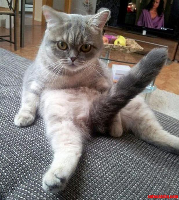 How Big Is It What Do You Think My Cat