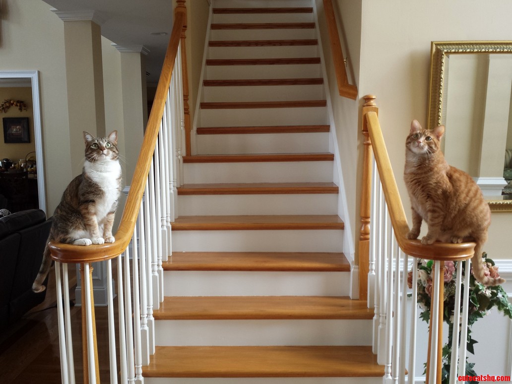 How I Prefer My Cats to Greet Me.