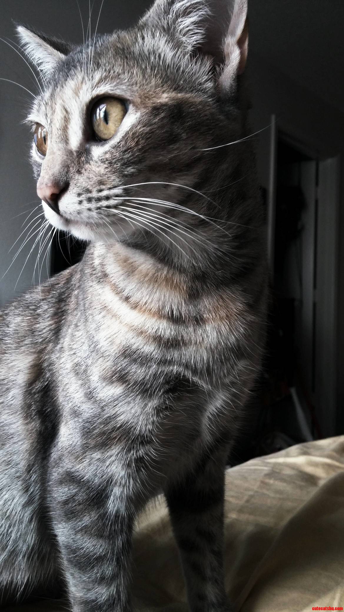How Majestic