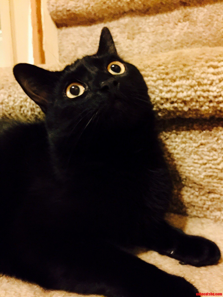 How to Detect If You Have a Fly in Your House...