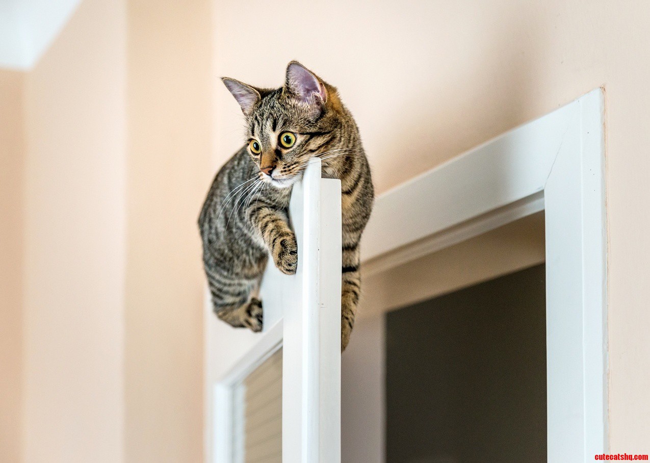 I Came Across This Photo of a Cat Perched on a Door.