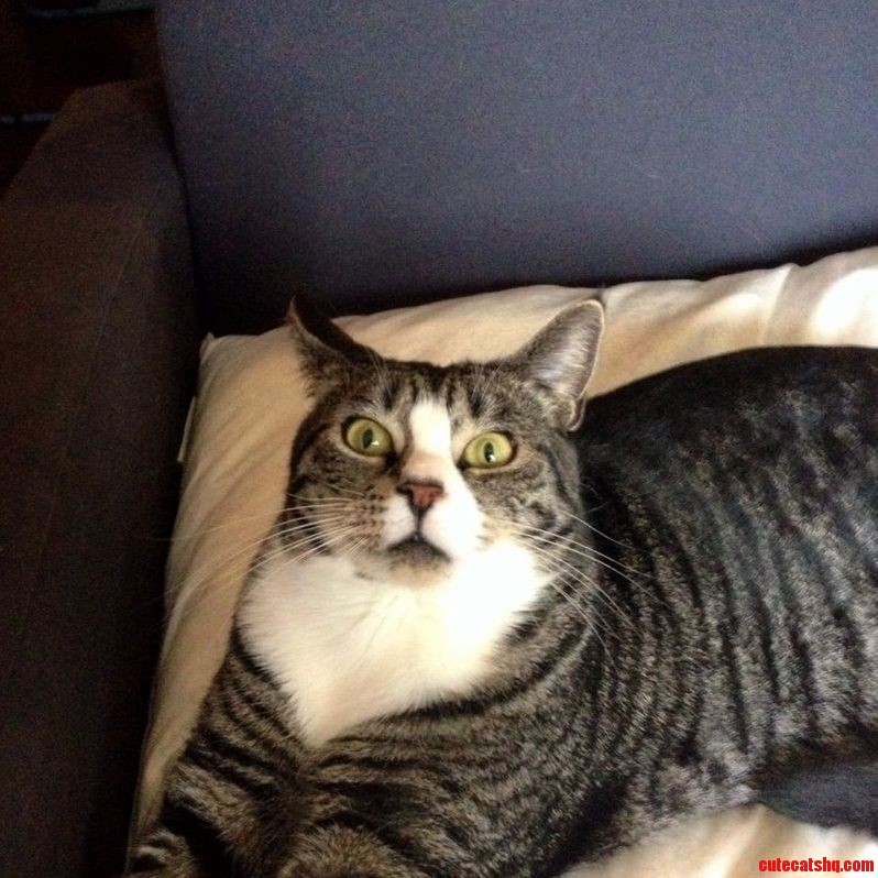 I Get This Look Everytime I Use the Hair Dryer.
