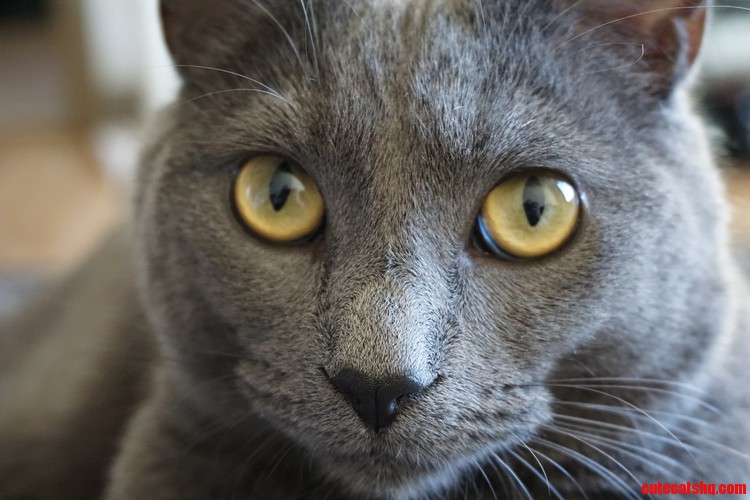 I Got a New Camera and Atticus Approves of It