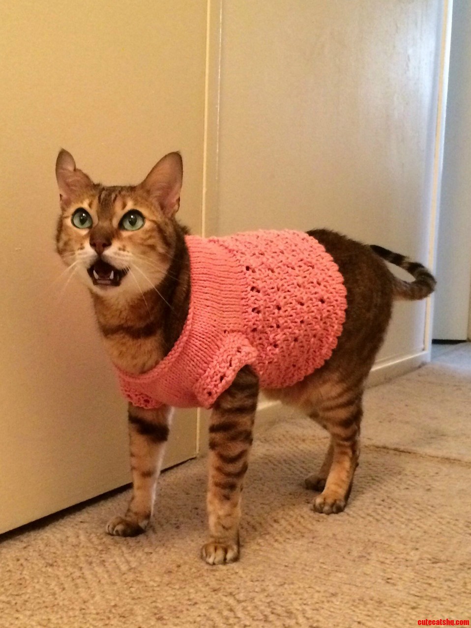 I Got Sheba a New Sweater. She Wasnt As Excited About It As I Was.