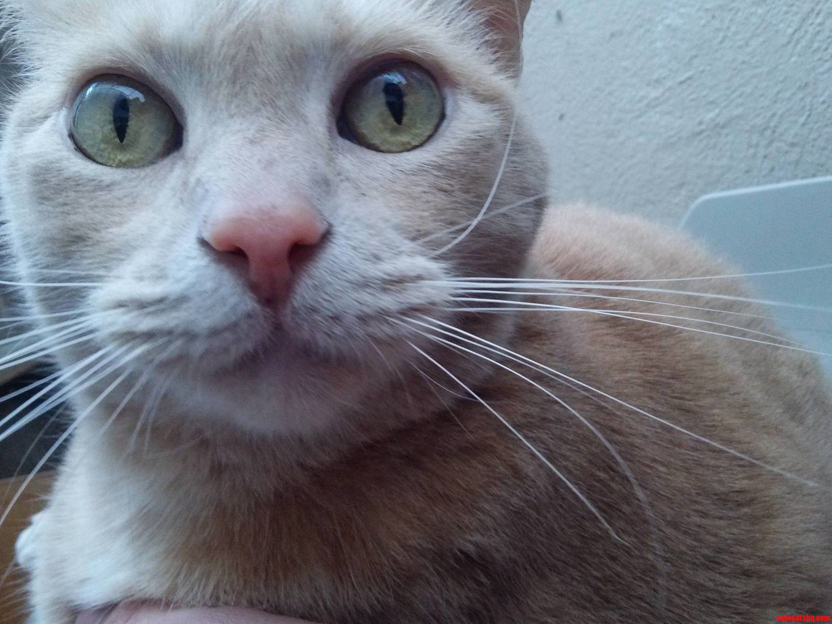 I Lost My Buddy Moe Today. I Forgot How Much It Hurts to Lose a Pet